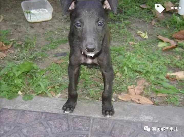 灏忛噾姣涜鍏诲涔呮墠鍙互鍙樻垚澶х嫍,閲戞瘺灏忔椂鍊欓兘鏄偦瀛愬悧