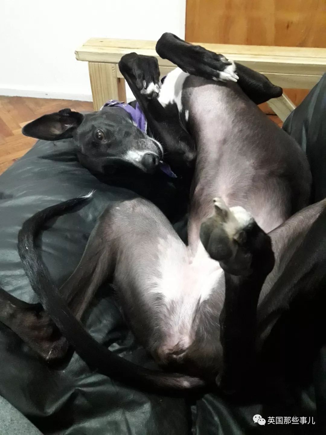 灏忛噾姣涜鍏诲涔呮墠鍙互鍙樻垚澶х嫍,閲戞瘺灏忔椂鍊欓兘鏄偦瀛愬悧