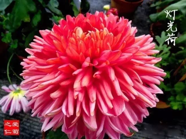 80种最美菊花高清图片,最具欣赏价值的菊花