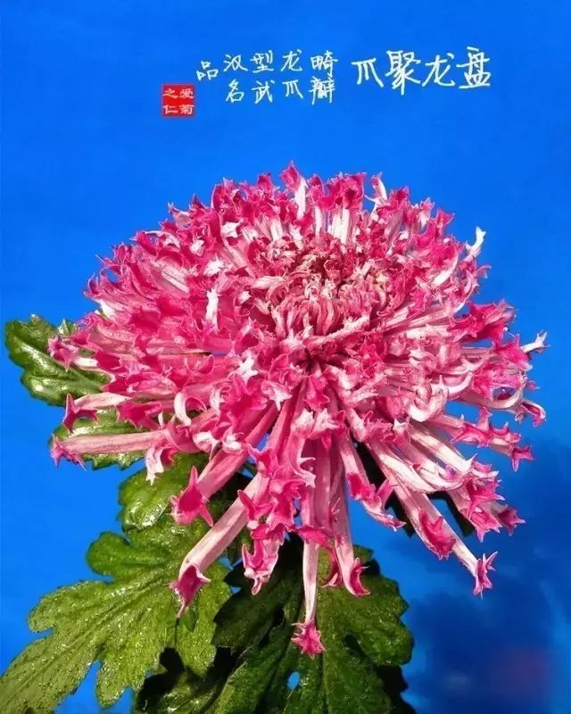80种最美菊花高清图片,最具欣赏价值的菊花