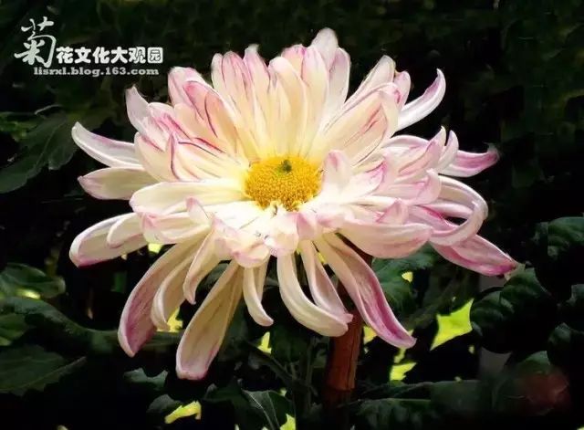 80种最美菊花高清图片,最具欣赏价值的菊花