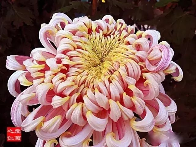 80种最美菊花高清图片,最具欣赏价值的菊花