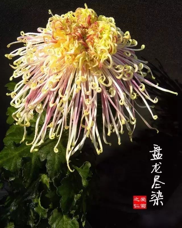 80种最美菊花高清图片,最具欣赏价值的菊花
