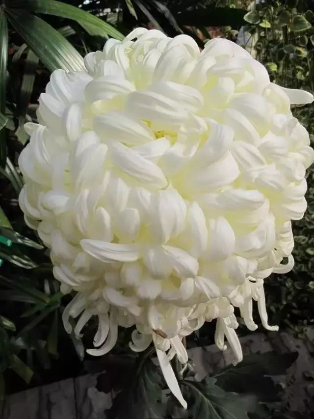 80种最美菊花高清图片,最具欣赏价值的菊花