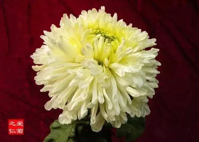 80种最美菊花高清图片,最具欣赏价值的菊花