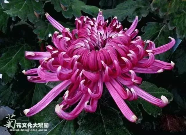 80种最美菊花高清图片,最具欣赏价值的菊花