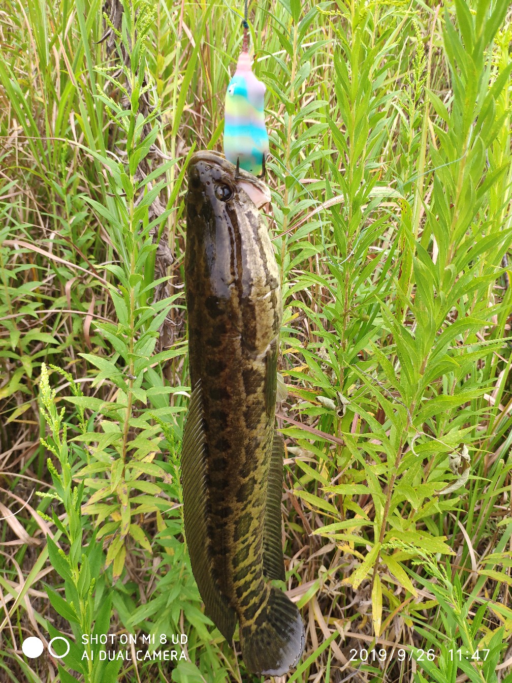 提高路亚中鱼率,打黑用什么假饵中鱼率高