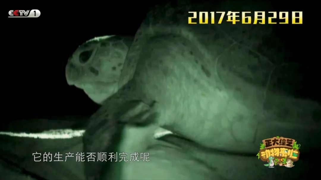 苍蝇为什么喜欢爬行,苍蝇为什么要搓手还把头拧下来玩