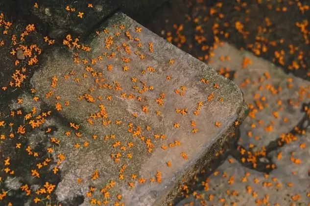 桂花开了到处弥漫着迷人的香味,桂花开了朗读