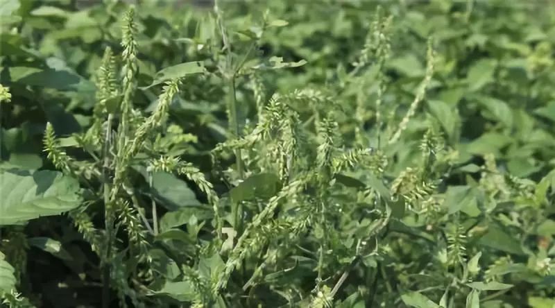 有关十二生肖的草药有哪些,十二生肖中草药食用方法