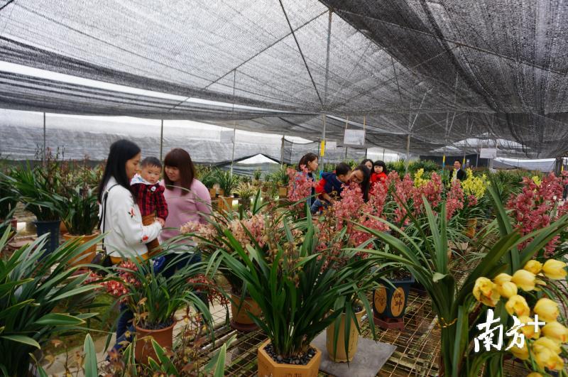 韶关翁源兰花产业,韶关翁源兰花交易市场