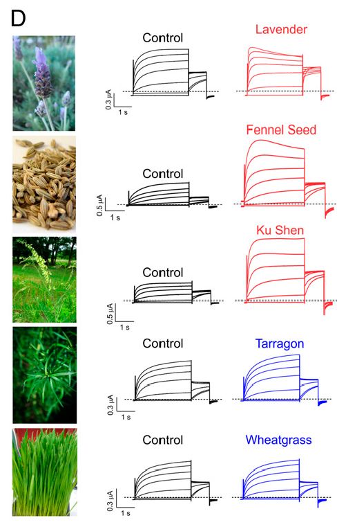 草药治高血压,德国治疗高血压的中药