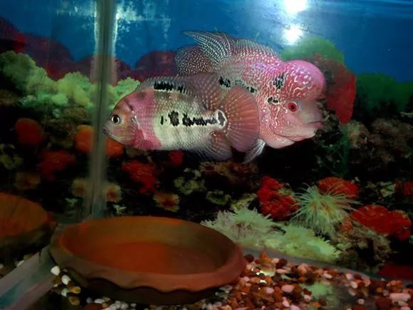 罗汉鱼刚出生图片,罗汉鱼是杂交鱼