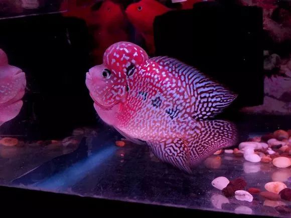 罗汉鱼刚出生图片,罗汉鱼是杂交鱼