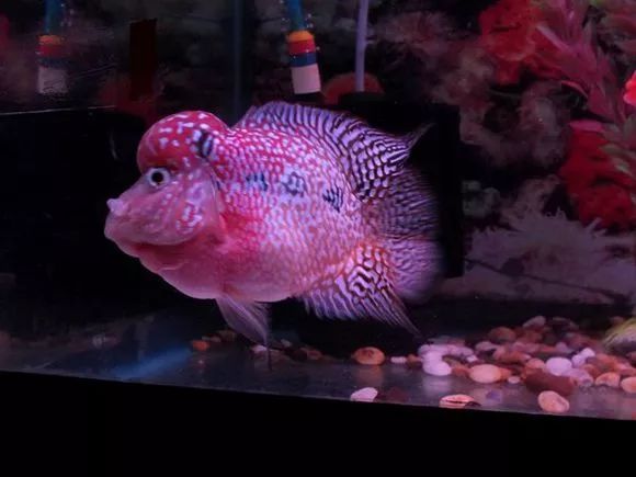 罗汉鱼刚出生图片,罗汉鱼是杂交鱼