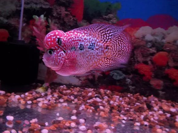 罗汉鱼刚出生图片,罗汉鱼是杂交鱼