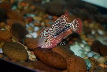 罗汉鱼刚出生图片,罗汉鱼是杂交鱼