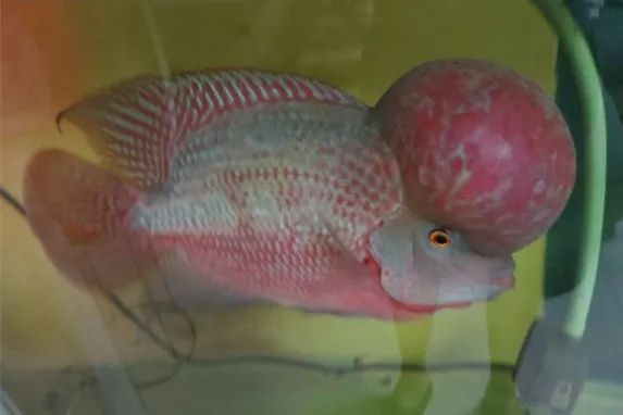 罗汉鱼刚出生图片,罗汉鱼是杂交鱼