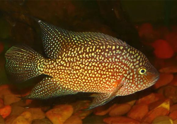 罗汉鱼刚出生图片,罗汉鱼是杂交鱼