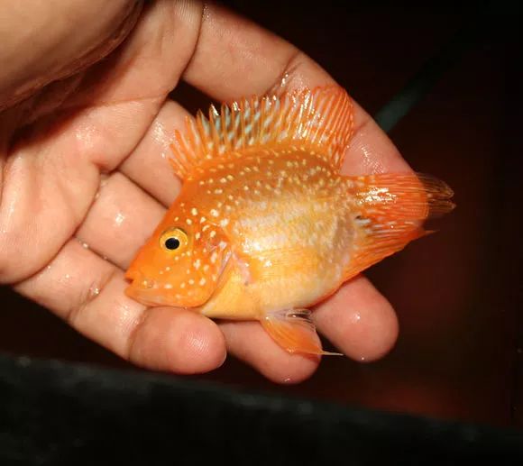 罗汉鱼刚出生图片,罗汉鱼是杂交鱼