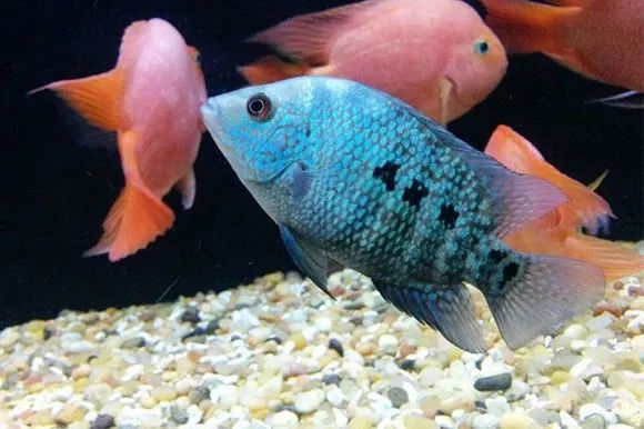罗汉鱼刚出生图片,罗汉鱼是杂交鱼