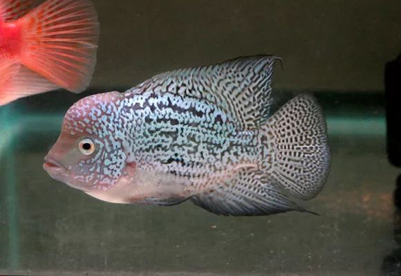 罗汉鱼刚出生图片,罗汉鱼是杂交鱼