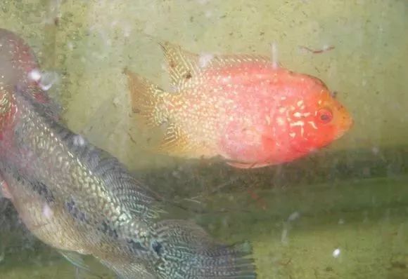 罗汉鱼刚出生图片,罗汉鱼是杂交鱼