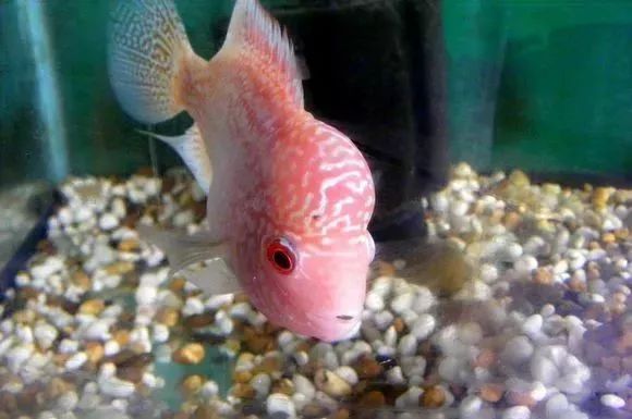 罗汉鱼刚出生图片,罗汉鱼是杂交鱼