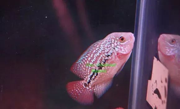 罗汉鱼刚出生图片,罗汉鱼是杂交鱼