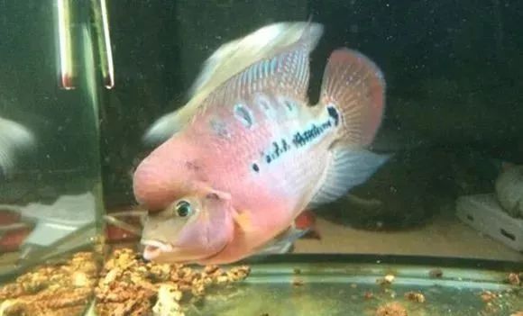 罗汉鱼刚出生图片,罗汉鱼是杂交鱼