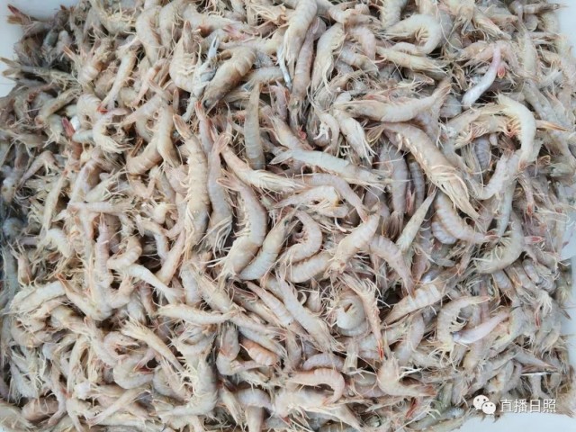 2019年12月日照海鲜价格表,日照海鲜今日价格