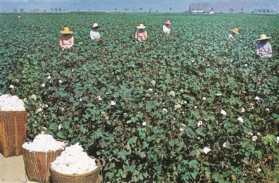 慈溪“三白”与绍兴“三乌”