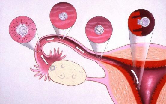 宫外孕科普粤语,宫外孕知识抖音视频