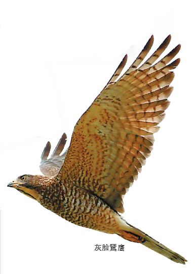 宁波野生鸟类摄影,宁波市生态环境