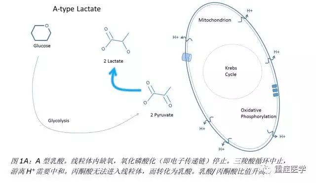 静脉血气分析乳酸高,血气分析乳酸的临床意义