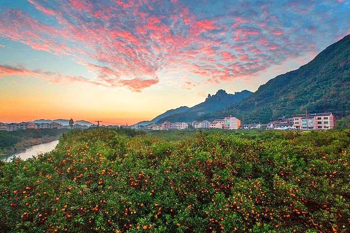 浙江哪里的橘子很有名,浙江最好的橘子