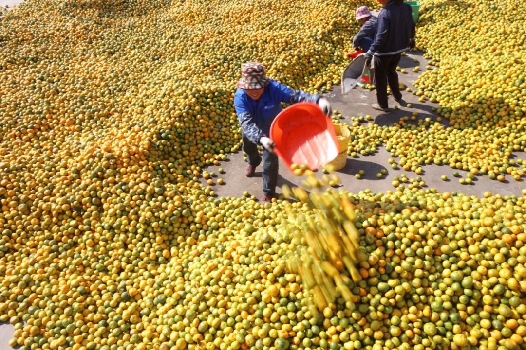 浙江哪里的橘子很有名,浙江最好的橘子