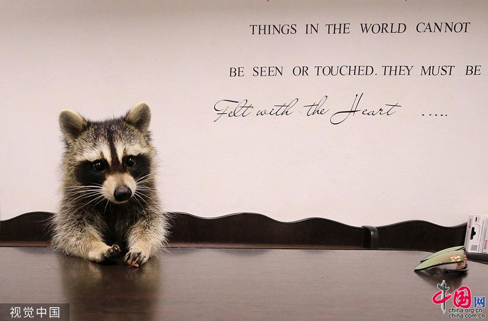 生活不易被迫营业看萌宠如何为自己“赚”口粮