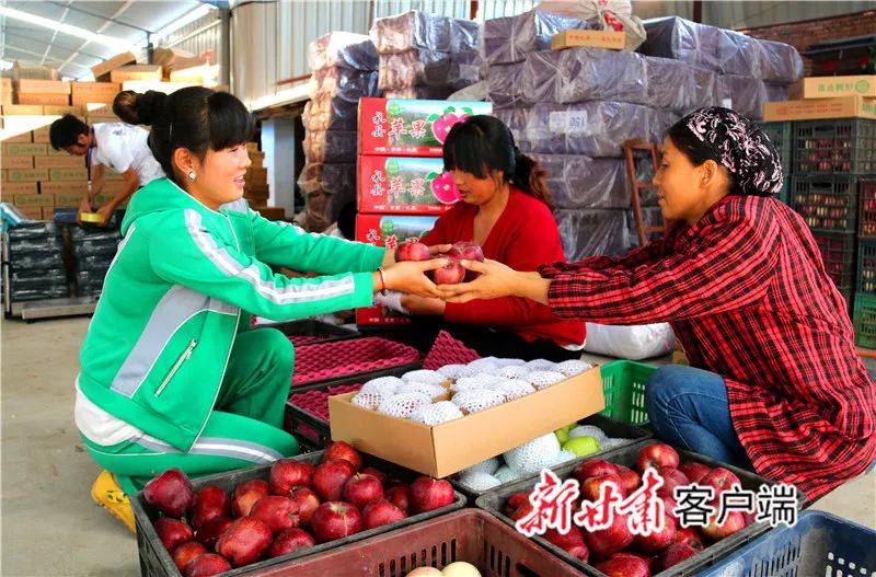 陇南礼县苹果产业,礼县苹果供应链