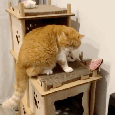 宠物大比拼螃蟹,宠物种类大比拼