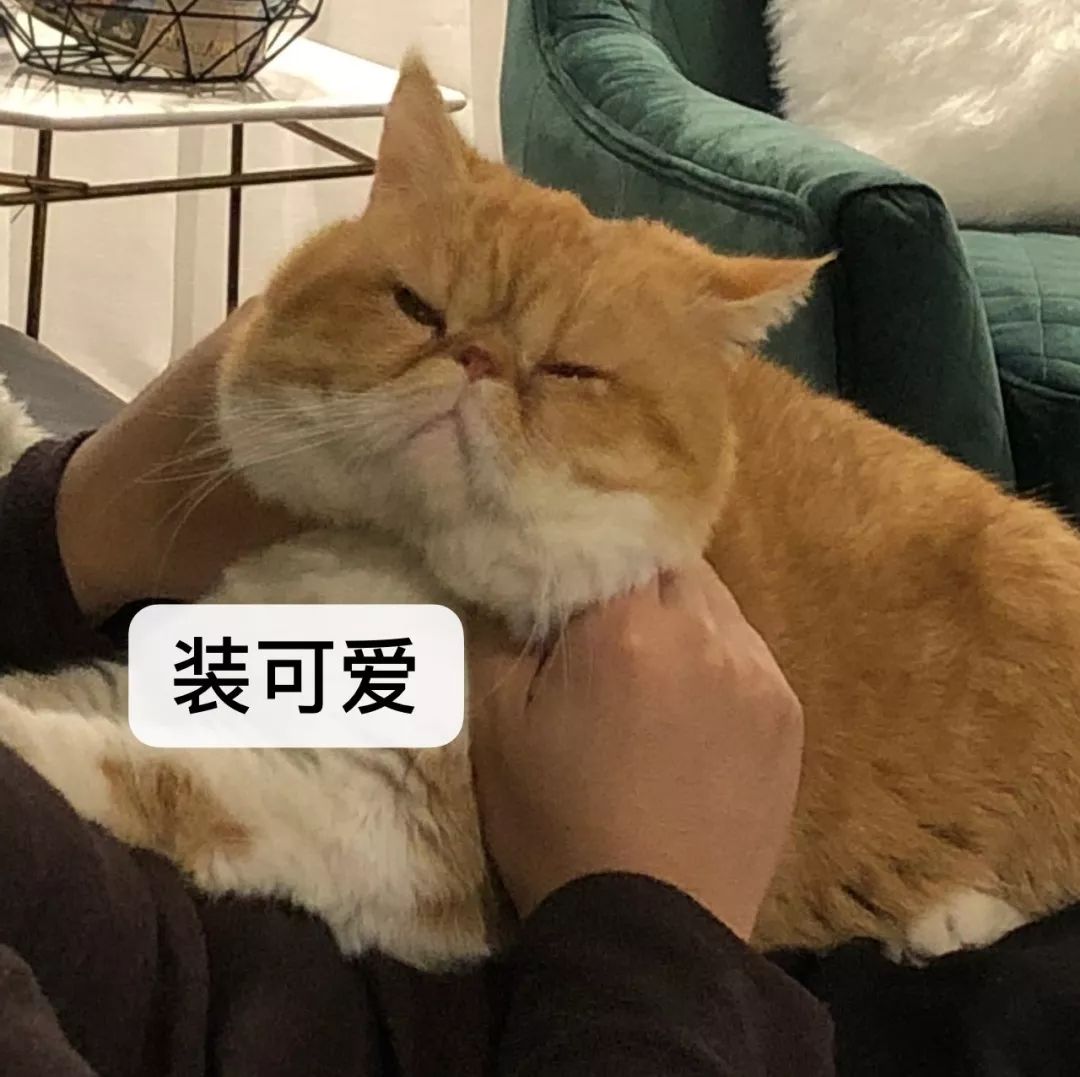 宠物大比拼螃蟹,宠物种类大比拼