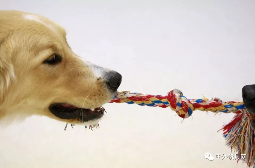 在哪里能够买到狗狗的玩具,狗狗的玩具什么地方有卖的