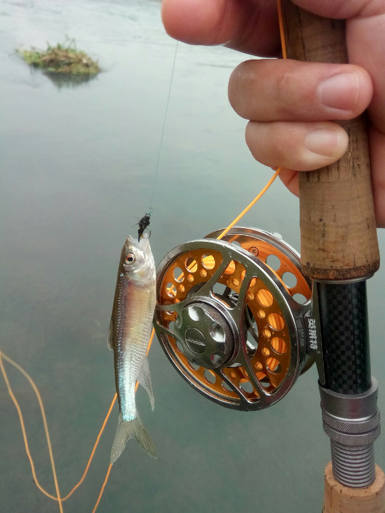 路亚飞蝇钩马口实战,路亚飞蝇钩怎么钓鲤鱼