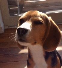 盘点狗狗智商排行榜前十,狗狗智商排行倒数20名