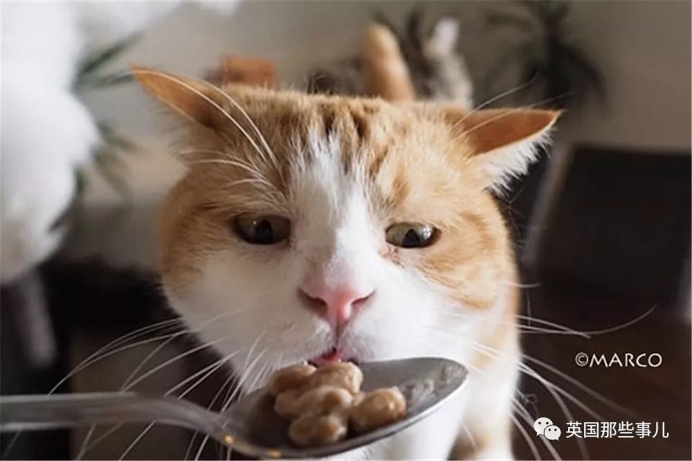 喵星人吃起来真香看的都想吃一口 (喂喵星人吃饭一副生无可恋的表情)