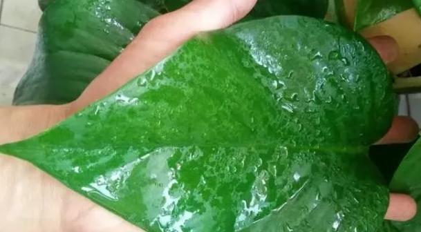 绿萝有毒吗是否合适养在卧室,绿萝真的有毒吗家里不能养吗