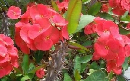 绿萝有毒吗是否合适养在卧室,绿萝真的有毒吗家里不能养吗