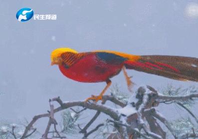 联播pro：转账代买都能够外卖跑腿平台向未成年人售香烟成常态