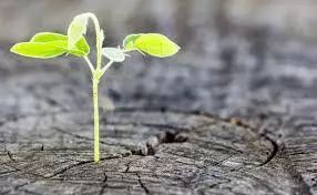 白色暖心舍｜|为83岁奶奶定制听得懂的手术科普PPT