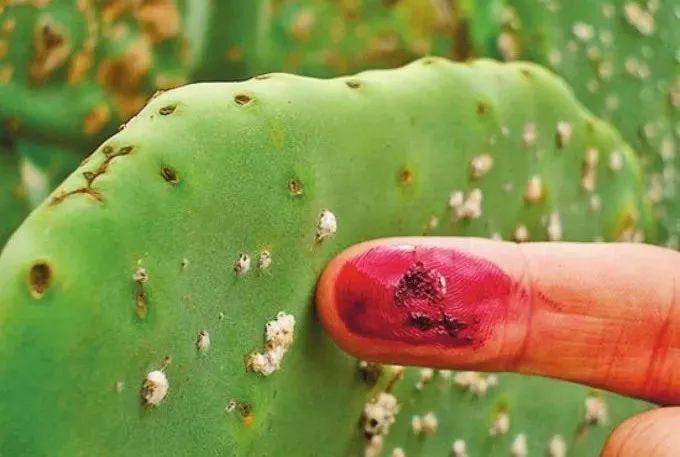 梵高拿破仑,梵高和蒙娜丽莎的故事